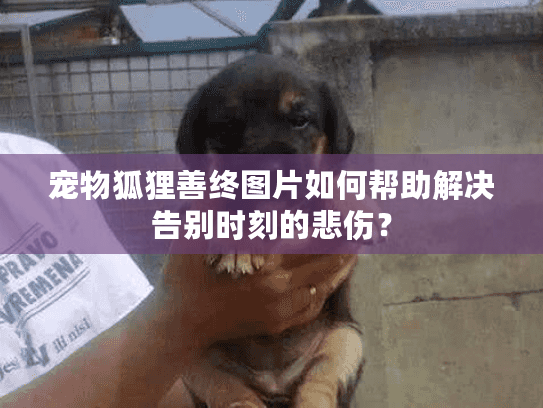 宠物狐狸善终图片如何帮助解决告别时刻的悲伤？