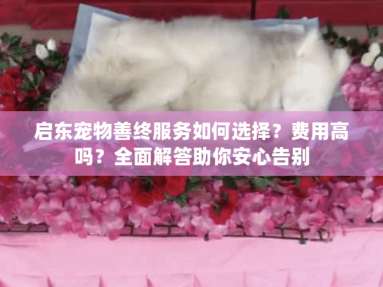启东宠物善终服务如何选择？费用高吗？全面解答助你安心告别