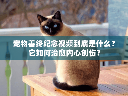 宠物善终纪念视频到底是什么？它如何治愈内心创伤？