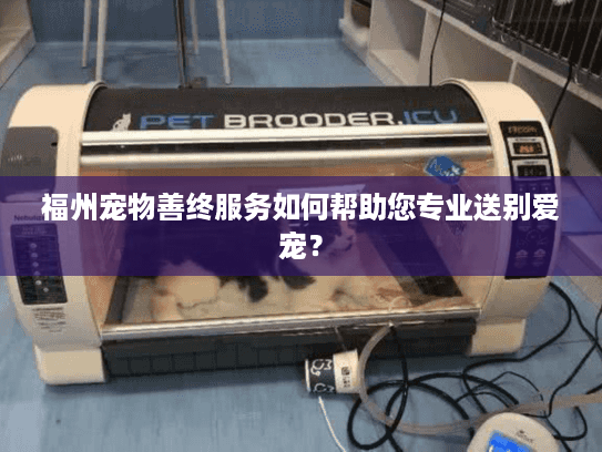 福州宠物善终服务如何帮助您专业送别爱宠？