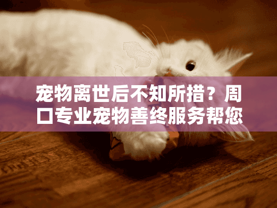 宠物离世后不知所措？周口专业宠物善终服务帮您安心告别