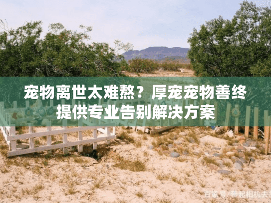 宠物离世太难熬？厚宠宠物善终提供专业告别解决方案