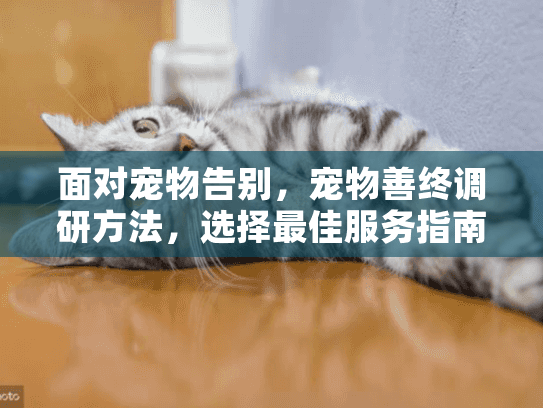 面对宠物告别，宠物善终调研方法，选择最佳服务指南