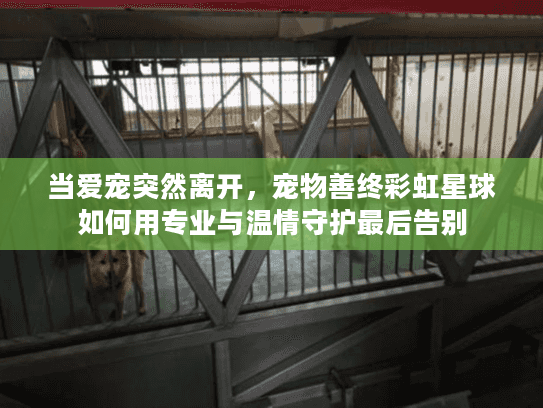 当爱宠突然离开，宠物善终彩虹星球如何用专业与温情守护最后告别