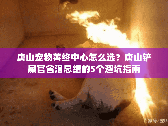 唐山宠物善终中心怎么选？唐山铲屎官含泪总结的5个避坑指南