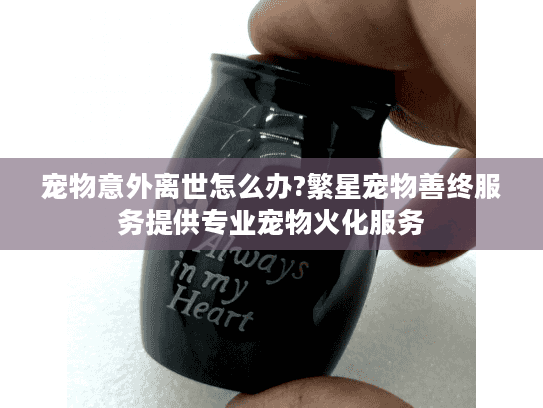 宠物意外离世怎么办?繁星宠物善终服务提供专业宠物火化服务