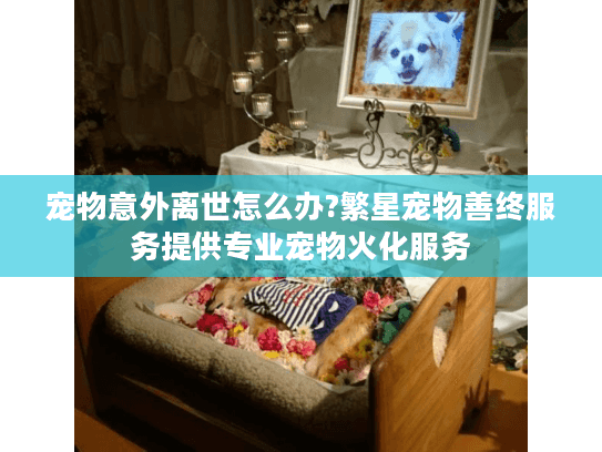 宠物意外离世怎么办?繁星宠物善终服务提供专业宠物火化服务