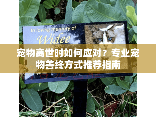 宠物离世时如何应对？专业宠物善终方式推荐指南