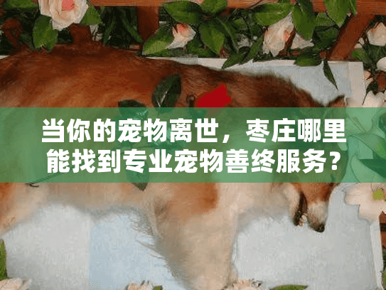 当你的宠物离世，枣庄哪里能找到专业宠物善终服务？