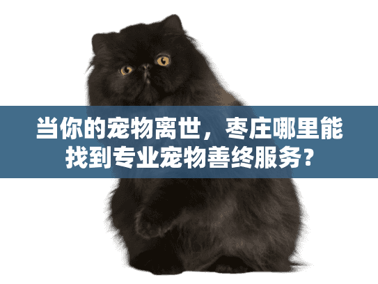 当你的宠物离世，枣庄哪里能找到专业宠物善终服务？