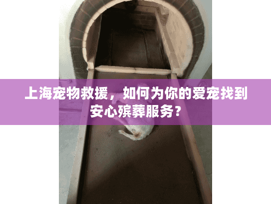 上海宠物救援，如何为你的爱宠找到安心殡葬服务？