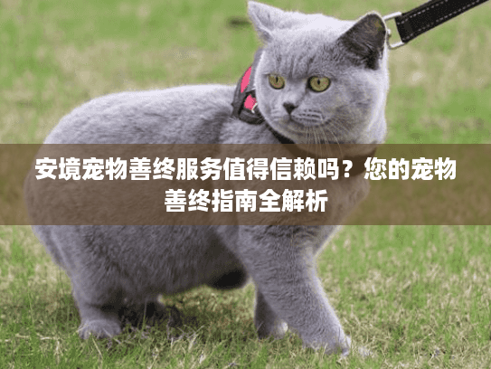 安境宠物善终服务值得信赖吗？您的宠物善终指南全解析