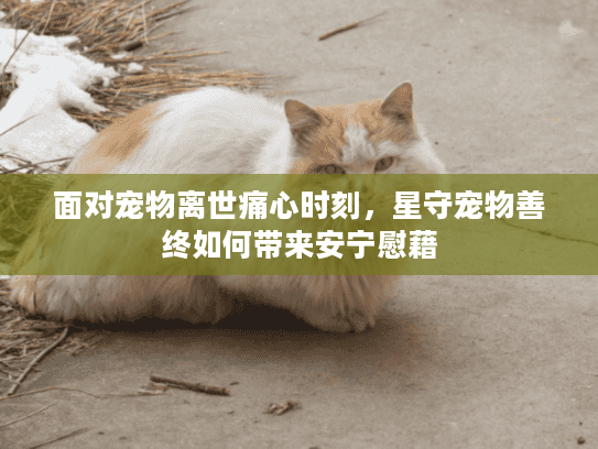 面对宠物离世痛心时刻，星守宠物善终如何带来安宁慰藉