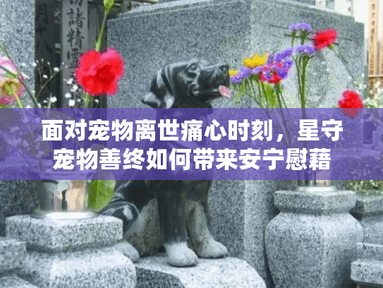 面对宠物离世痛心时刻，星守宠物善终如何带来安宁慰藉