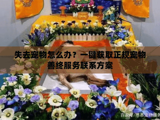 失去宠物怎么办？一键获取正规宠物善终服务联系方案