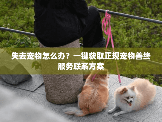 失去宠物怎么办？一键获取正规宠物善终服务联系方案