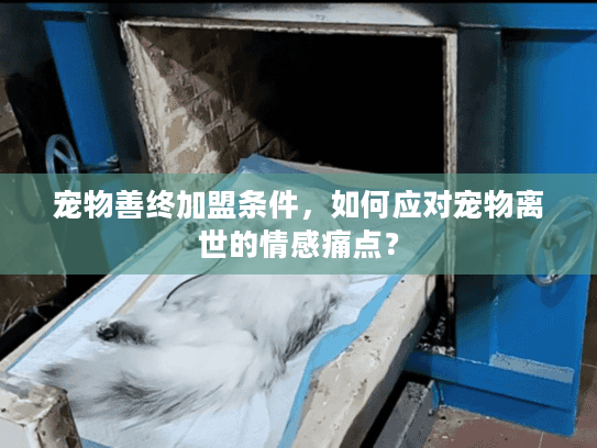 宠物善终加盟条件，如何应对宠物离世的情感痛点？
