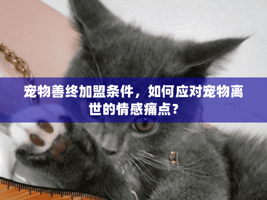 宠物善终加盟条件，如何应对宠物离世的情感痛点？