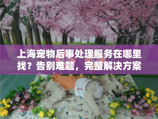 上海宠物后事处理服务在哪里找？告别难题，完整解决方案看这里！