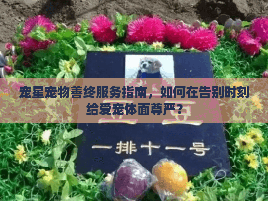 宠星宠物善终服务指南，如何在告别时刻给爱宠体面尊严？