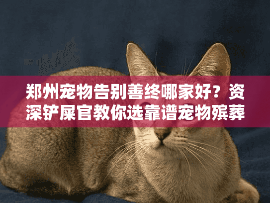 郑州宠物告别善终哪家好？资深铲屎官教你选靠谱宠物殡葬服务机构