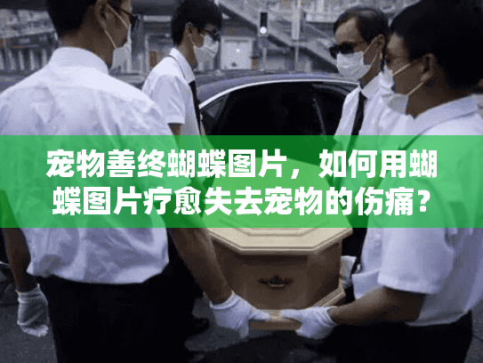 宠物善终蝴蝶图片，如何用蝴蝶图片疗愈失去宠物的伤痛？