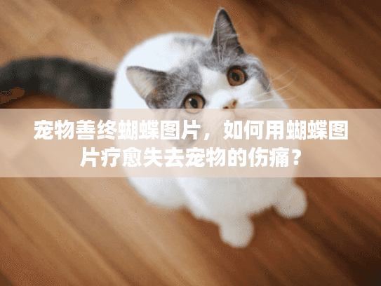 宠物善终蝴蝶图片，如何用蝴蝶图片疗愈失去宠物的伤痛？