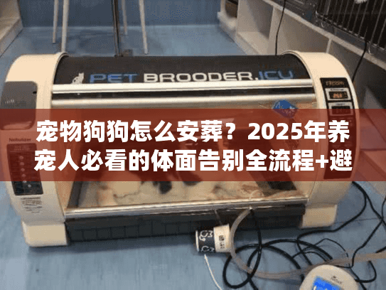 宠物狗狗怎么安葬？2025年养宠人必看的体面告别全流程+避坑技巧