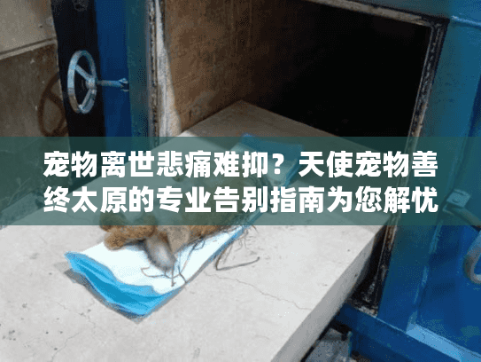 宠物离世悲痛难抑？天使宠物善终太原的专业告别指南为您解忧