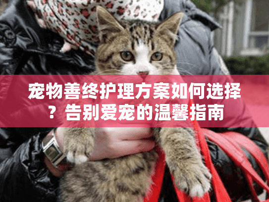 宠物善终护理方案如何选择？告别爱宠的温馨指南