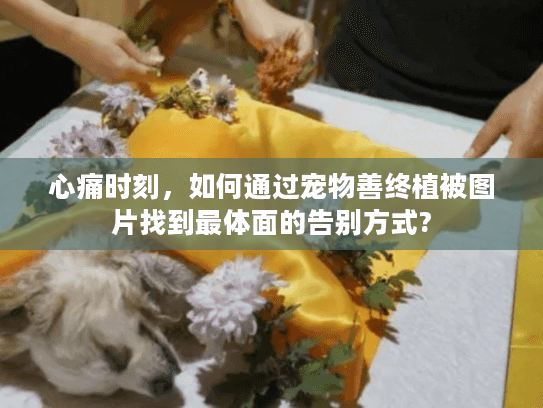 心痛时刻，如何通过宠物善终植被图片找到最体面的告别方式?