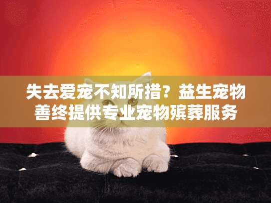 失去爱宠不知所措？益生宠物善终提供专业宠物殡葬服务