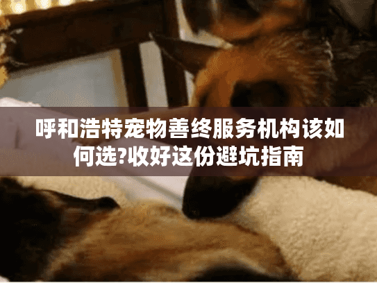 呼和浩特宠物善终服务机构该如何选?收好这份避坑指南