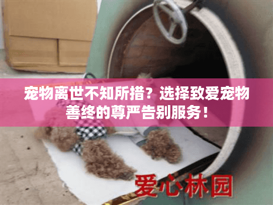 宠物离世不知所措？选择致爱宠物善终的尊严告别服务！