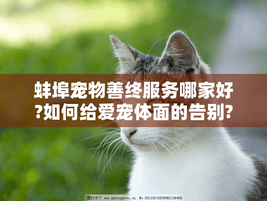 蚌埠宠物善终服务哪家好?如何给爱宠体面的告别?