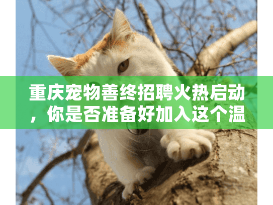 重庆宠物善终招聘火热启动，你是否准备好加入这个温暖事业？