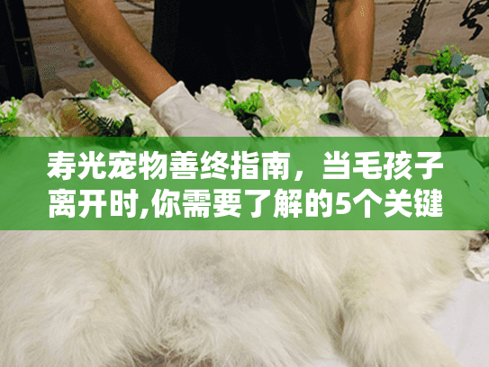 寿光宠物善终指南，当毛孩子离开时,你需要了解的5个关键服务