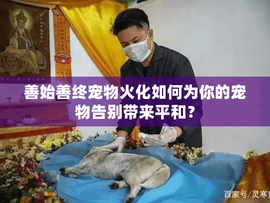 善始善终宠物火化如何为你的宠物告别带来平和？