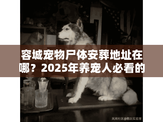 容城宠物尸体安葬地址在哪？2025年养宠人必看的3个实战技巧+隐藏服务