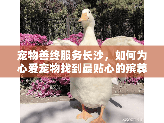 宠物善终服务长沙，如何为心爱宠物找到最贴心的殡葬方案？