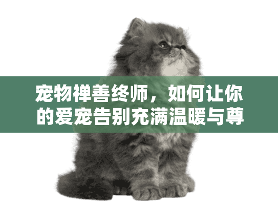 宠物禅善终师，如何让你的爱宠告别充满温暖与尊严？
