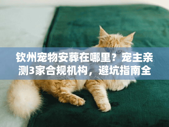 钦州宠物安葬在哪里?宠主亲测3家合规机构,避坑指南全在这 钦州宠物安葬在哪里?宠主亲测3家合规机构,避坑指南全在这