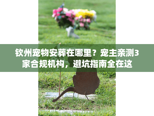 钦州宠物安葬在哪里?宠主亲测3家合规机构,避坑指南全在这 钦州宠物安葬在哪里?宠主亲测3家合规机构,避坑指南全在这