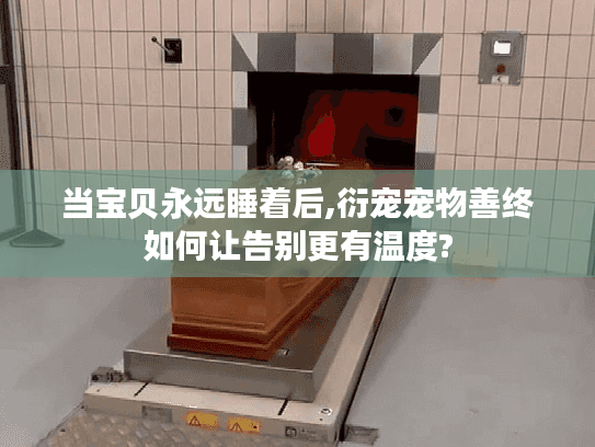 当宝贝永远睡着后,衍宠宠物善终如何让告别更有温度?