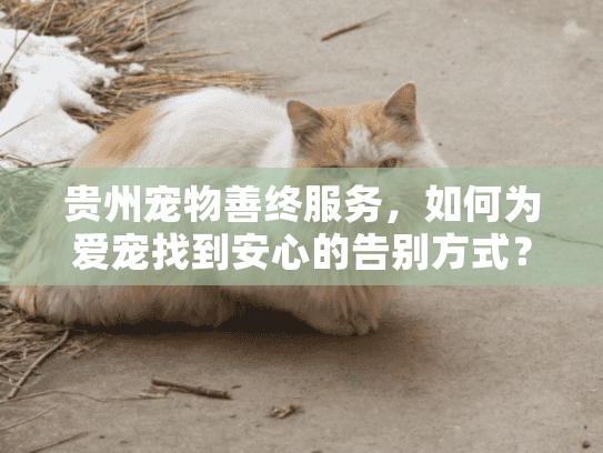 贵州宠物善终服务，如何为爱宠找到安心的告别方式？