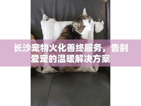 长沙宠物火化善终服务，告别爱宠的温暖解决方案