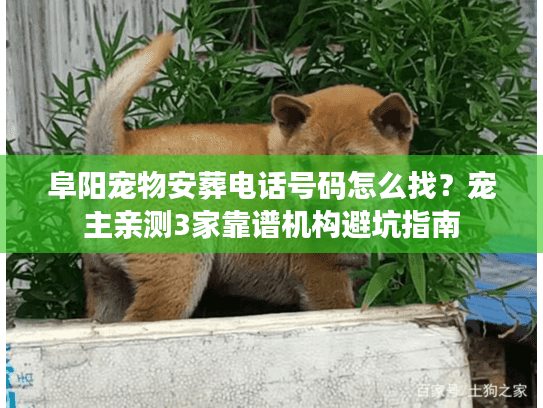 阜阳宠物安葬电话号码怎么找？宠主亲测3家靠谱机构避坑指南