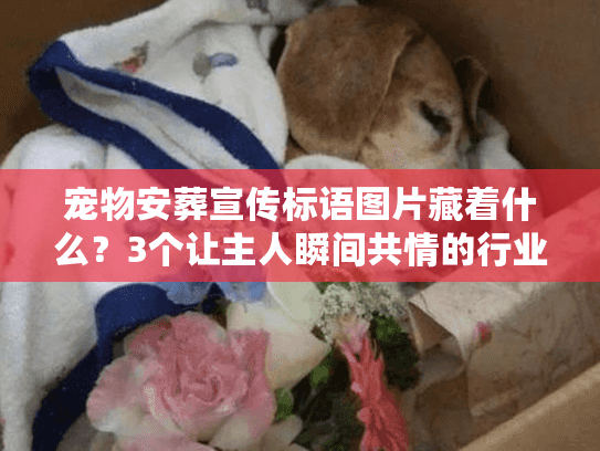 宠物安葬宣传标语图片藏着什么？3个让主人瞬间共情的行业秘密