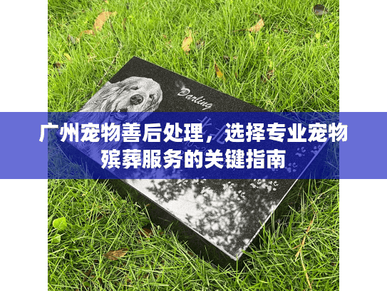 广州宠物善后处理，选择专业宠物殡葬服务的关键指南