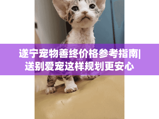 遂宁宠物善终价格参考指南|送别爱宠这样规划更安心